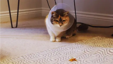 A cat wearing a plastic cone collar (E-collar) sits on a carpeted floor indoors, intently staring at a treat on a patterned rug. The scene includes furniture legs and baseboards in the background, capturing the cat’s focused and curious posture.
