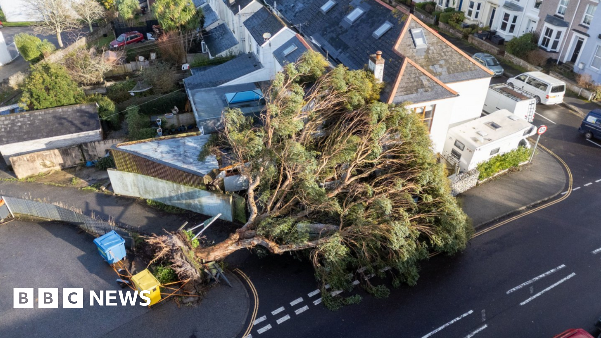 A large tree is seen fallen by the side of a road in Cornwall. The edge of the road has a line of cones around the tree