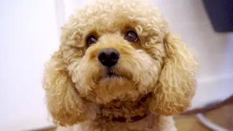 A close-up image of a dog with curly, light brown fur, dark expressive eyes, and a black nose. The background is softly blurred, suggesting an indoor setting, which draws attention to the texture of the dog's coat and its gentle facial expression.