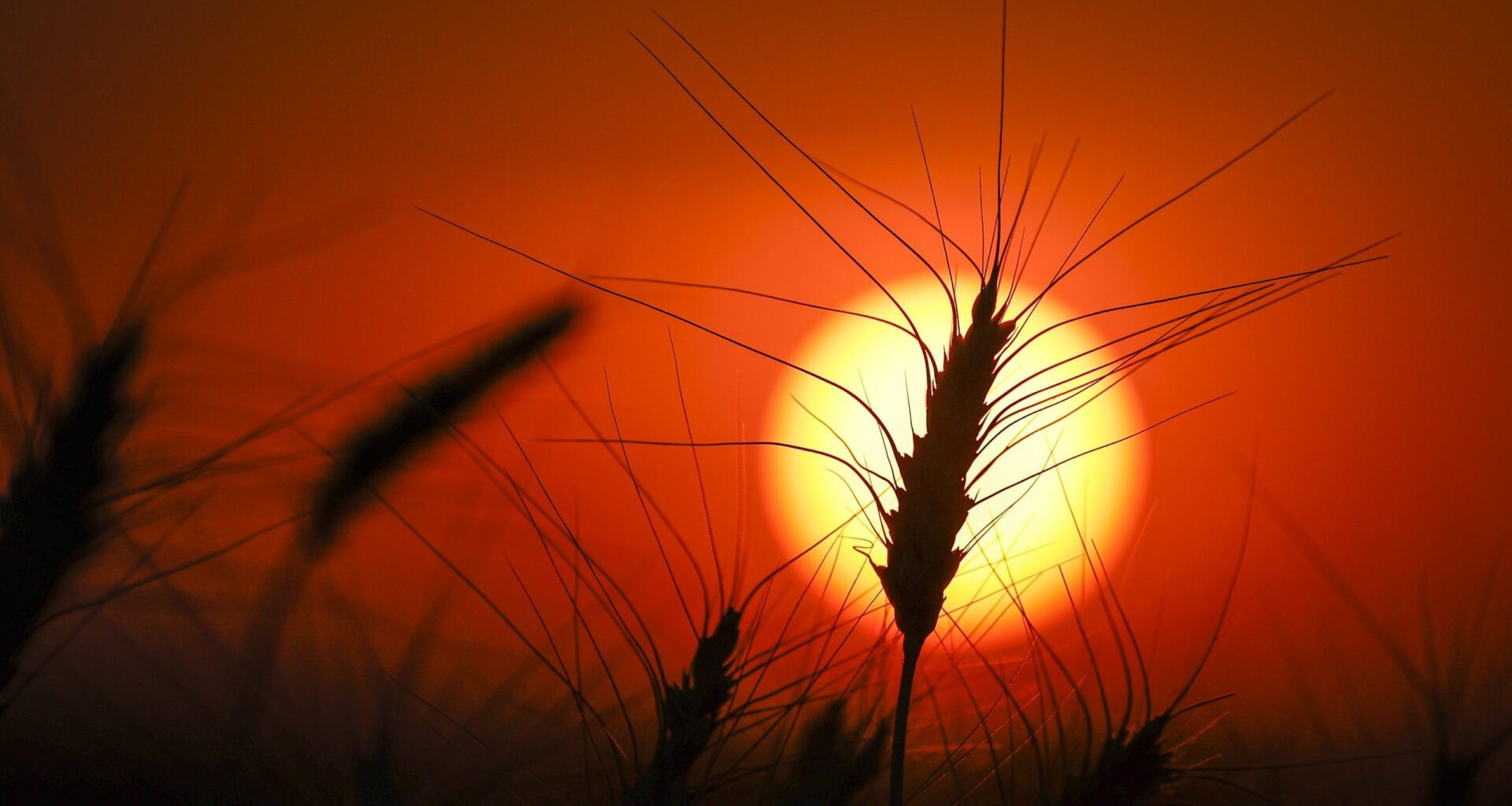 This year is expected to rival some of the hottest ever recorded, Canadian federal scientists say
