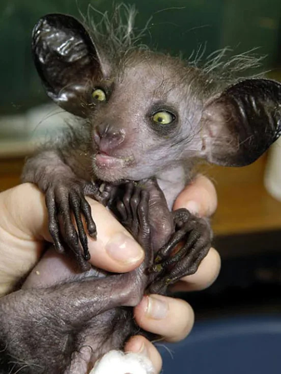 A small aye-aye, a type of lemur, is being held gently. It has large eyes, prominent ears, and long fingers