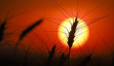 2026 could be Canada's hottest recorded year: scientists