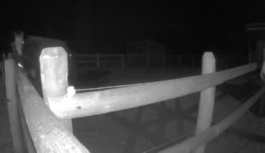 Suspect identified after B.C. woman says horses ‘sexually assaulted’ - CTV News