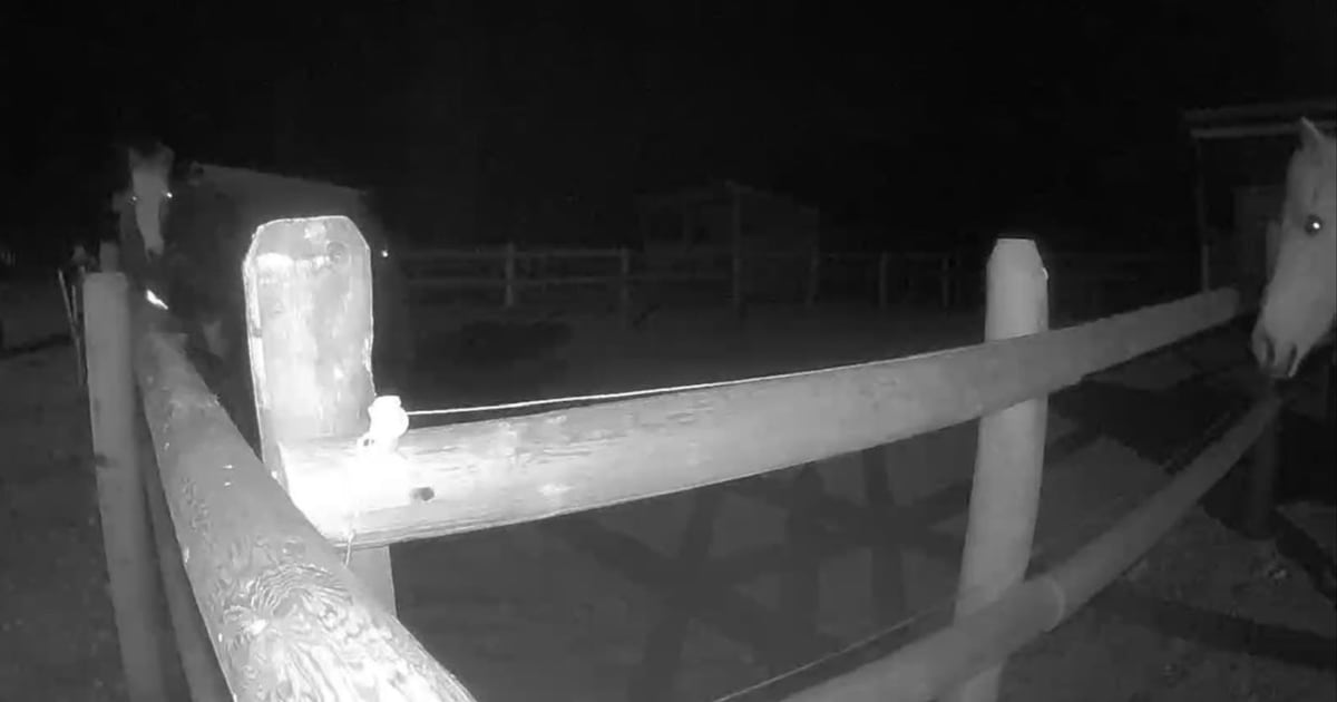 Suspect identified after B.C. woman says horses ‘sexually assaulted’ - CTV News