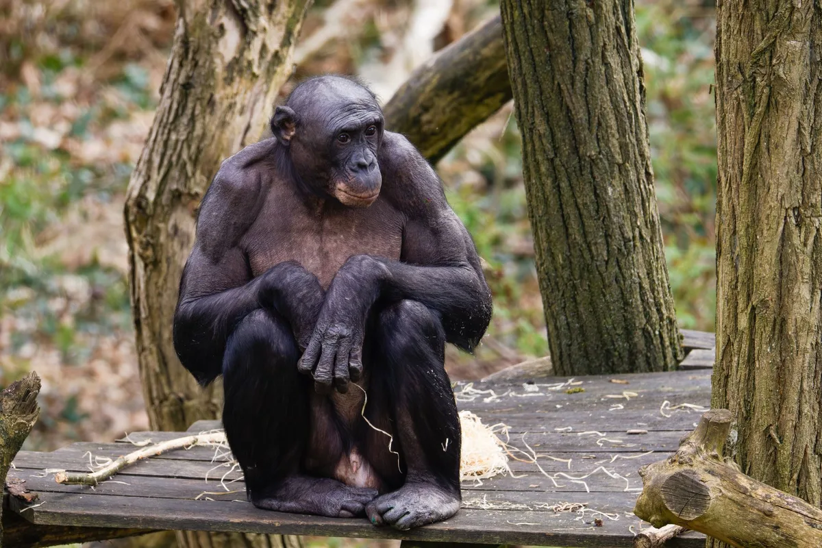 A bonobo sitting on a wooden platform in a forested area, surrounded by trees