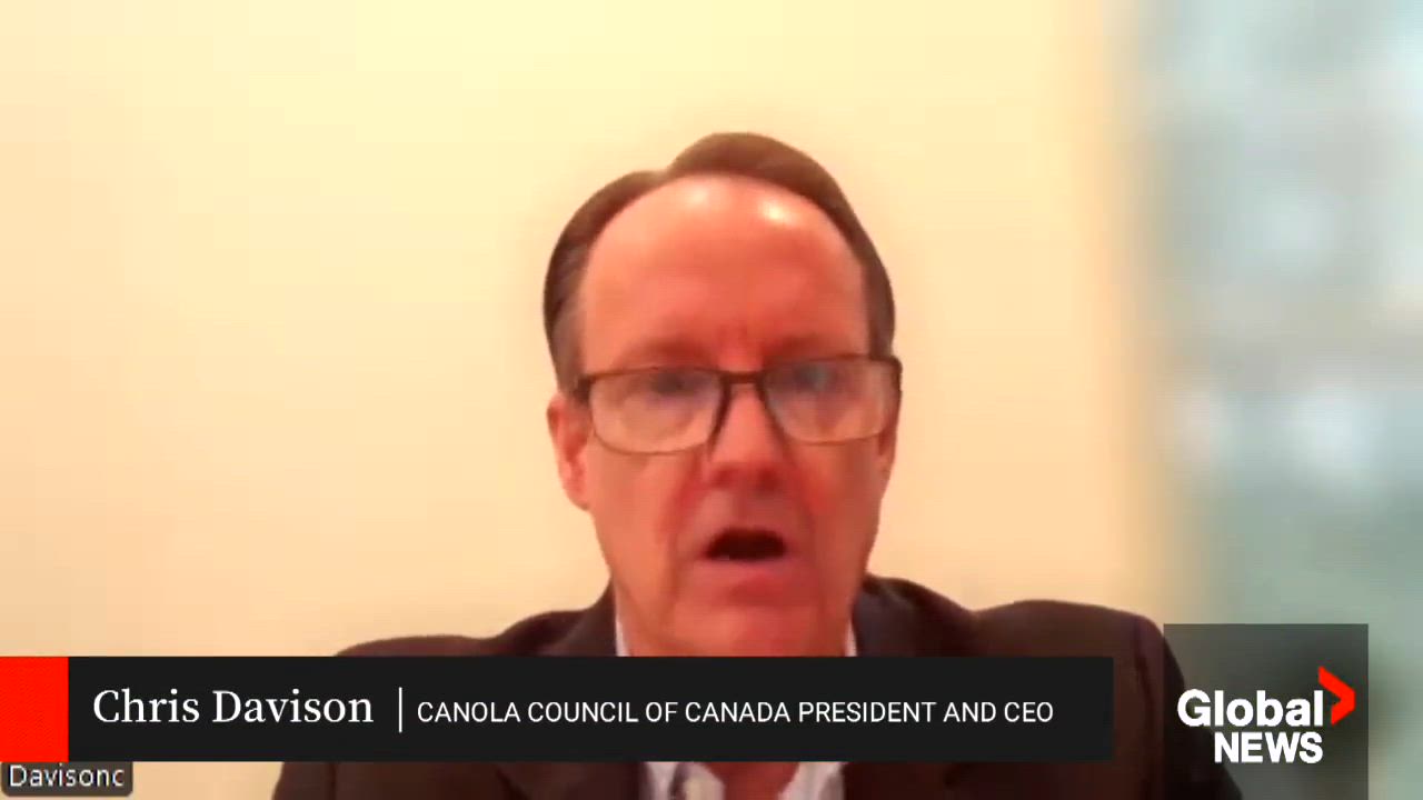 Click to play video: 'Saskatchewan canola producers ‘very hopeful’ of Carney’s planned China visit next week'