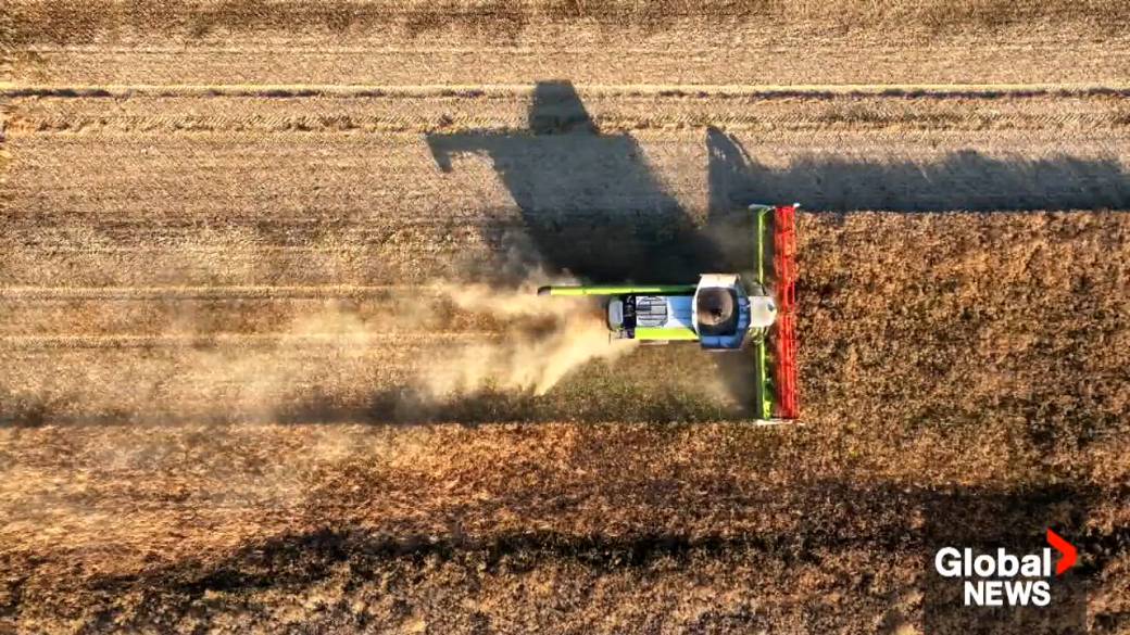 Click to play video: '‘It was about time’: Sask. producers welcoming Canada-China deal'