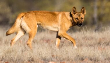 Autopsy Provides Clues After Piper James Found Dead in Australia Surrounded by Dingoes