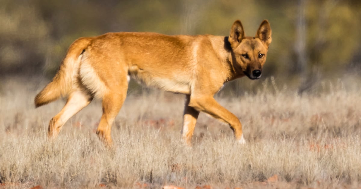 Autopsy Provides Clues After Piper James Found Dead in Australia Surrounded by Dingoes