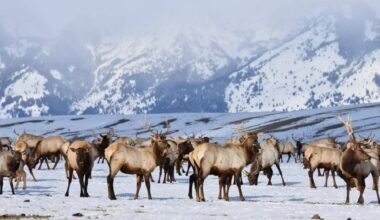 Fed agency looking for wildlife refuges that 'no longer align with the mission'