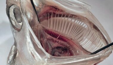 'Fish Mouth' Filter Removes 99% of Microplastics From Laundry Waste : ScienceAlert