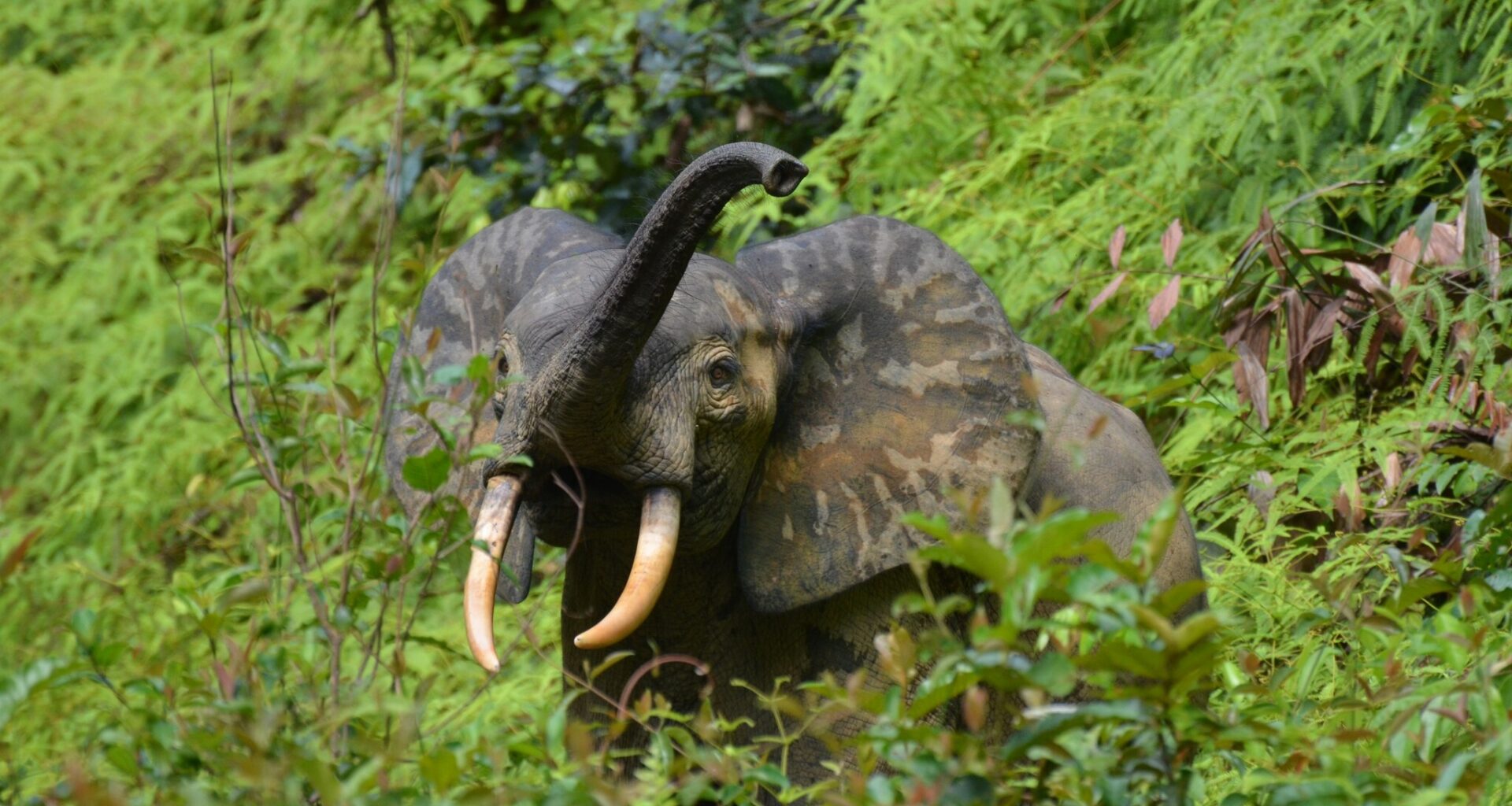 Poaching down but threats remain for forest elephants, recent population assessment finds