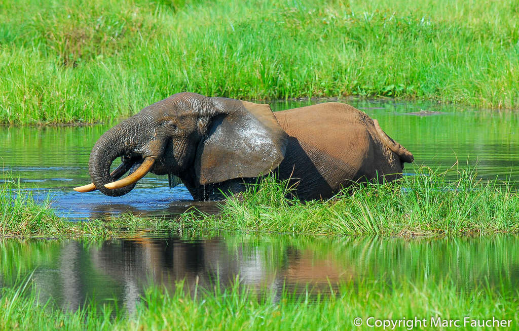 A forest elephant near Ouesso, Republic of Congo. Image by Marc Faucher via iNaturalist (CC BY-NC 4.0)