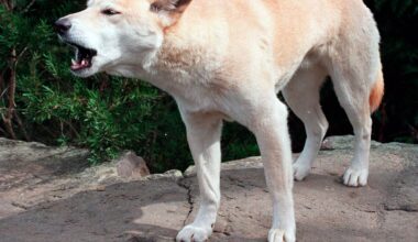 Canadian woman found dead on Australian island, body surrounded by pack of dingoes