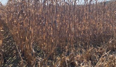 19 Alabama counties designated as primary natural disaster areas by USDA