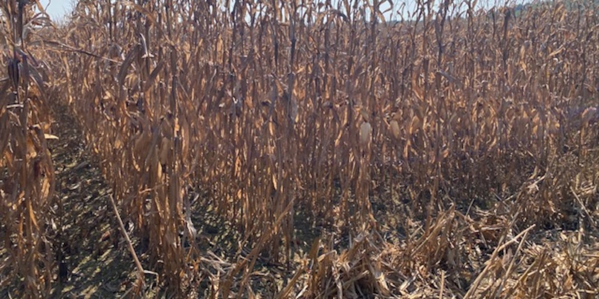 19 Alabama counties designated as primary natural disaster areas by USDA