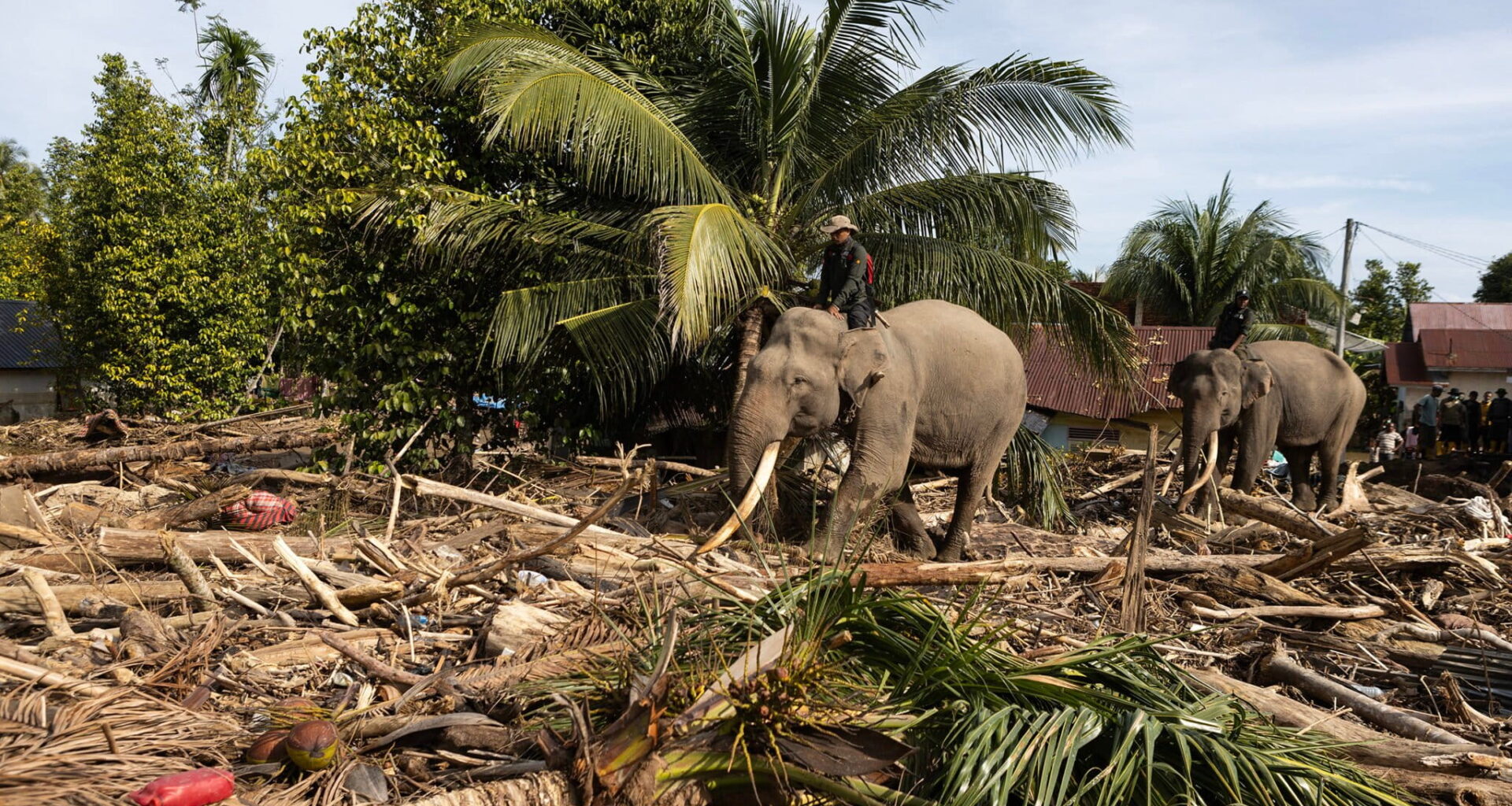 Tame Sumatran elephants were brought in to help clean up flood-affected residential areas in Meunasah Bie village, Meurah Dua district, Pidie Jaya.