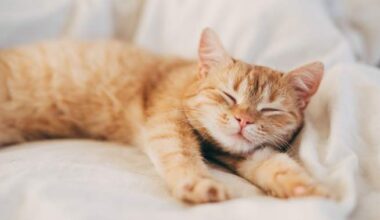 Judge upholds cat custody ruling, says parenthood and pet ownership aren’t same