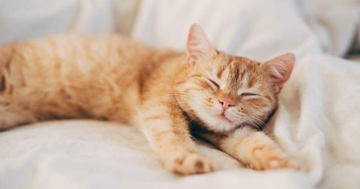 Judge upholds cat custody ruling, says parenthood and pet ownership aren’t same