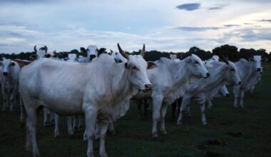 EU countries approve Mercosur trade deal after 25 years of talks – POLITICO