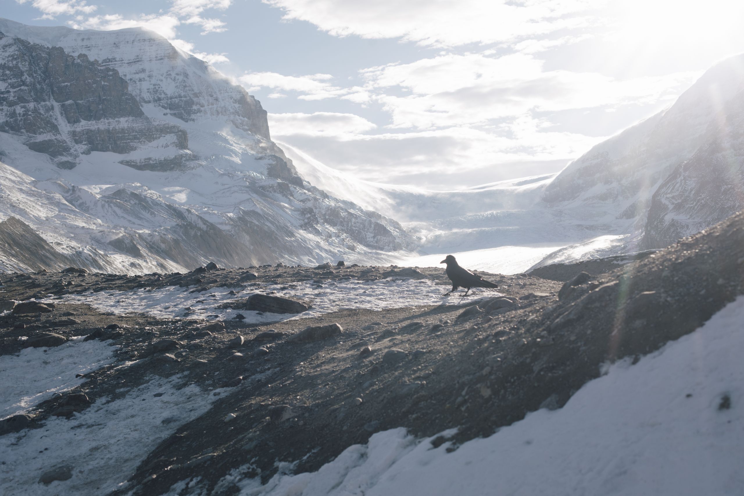 A black bird stands on rock in the foreground with a glacier in the background and a ray of sunshine cuts through the frame