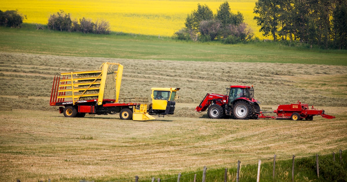‘Definitely not a step backwards’: Manitoba canola farmers react to trade deal with China - CTV News
