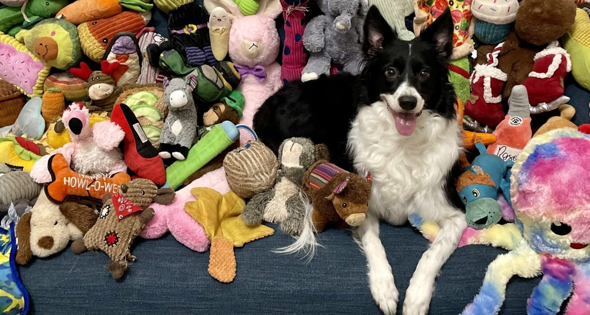 Upper West Side Genius Dog Featured in The New York Times