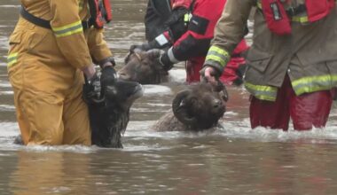 Stranded people, sheep rescued amid rising floodwaters on Vancouver Island - CTV News