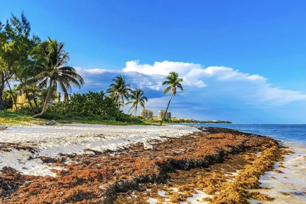Massive Sargassum Surge Hits Top Mexican Beach Destinations In Rare Winter Event 1