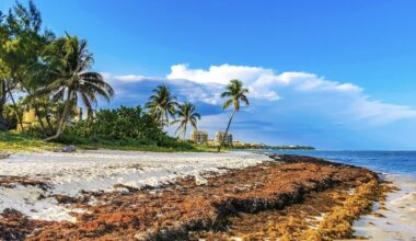 Massive Sargassum Surge Hits Top Mexican Beach Destinations In Rare Winter Event 1