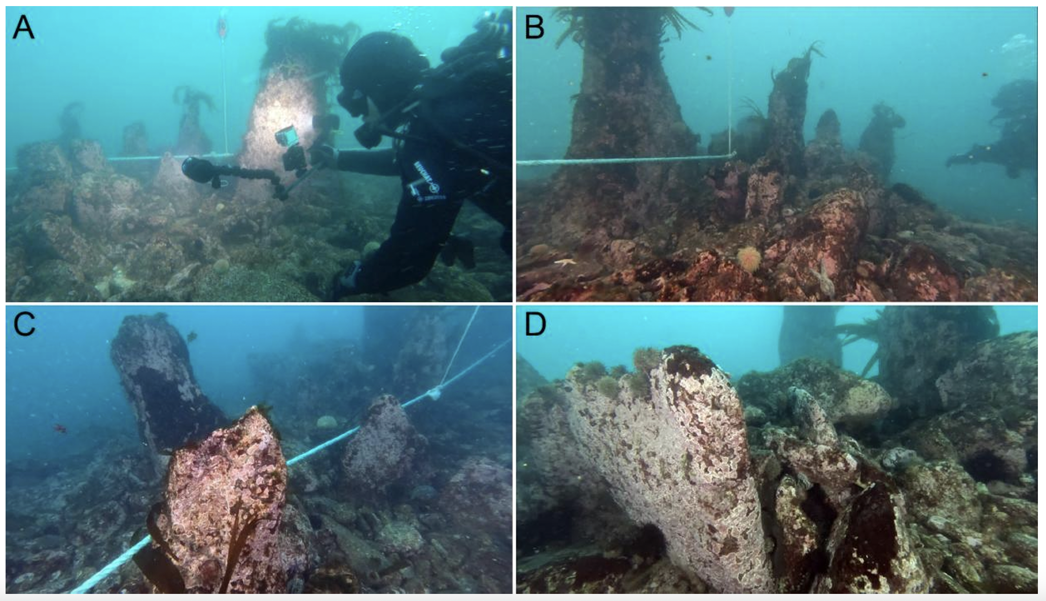 Four underwater photos show a diver examining and documenting large, encrusted shipwreck timbers marked with a measuring tape on the seafloor.