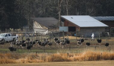 Here’s how much the ostrich cull at a B.C. farm cost the federal government - CTV News