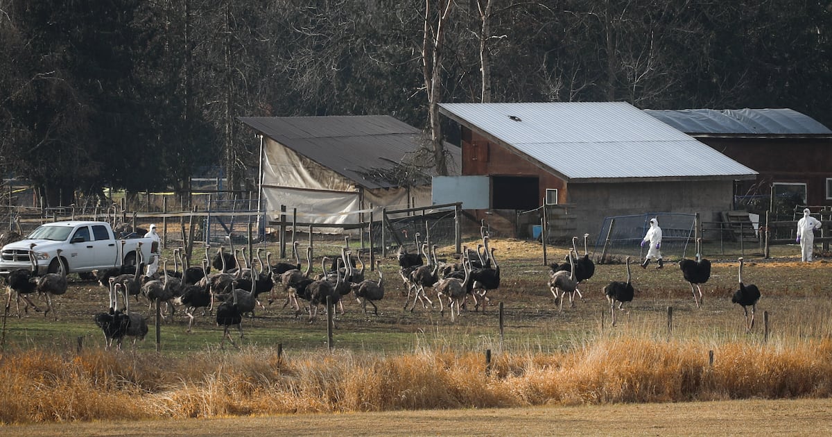 Here’s how much the ostrich cull at a B.C. farm cost the federal government - CTV News