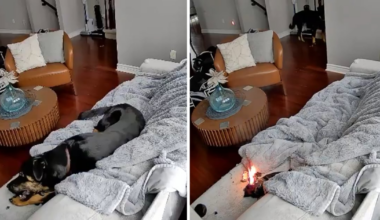 Ottawa firefighters extinguish house fire started by dog chewing on battery-powered heated glove - CTV News