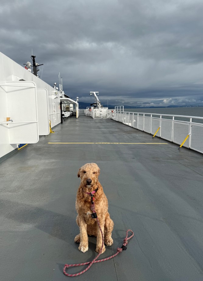 TACO, again — Greater Fool – Authored by Garth Turner – The Troubled Future of Real Estate