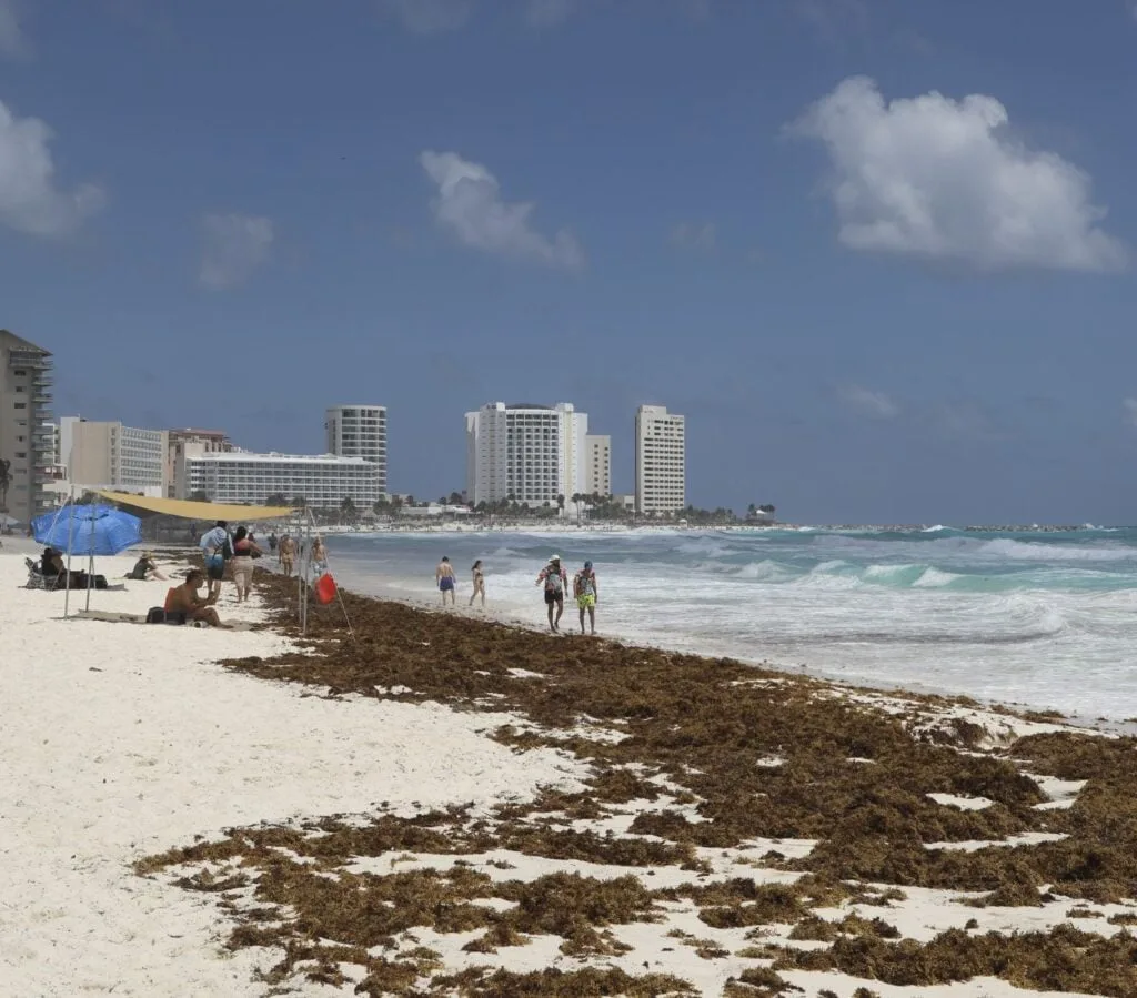 Sargassum on beaches in Cancun