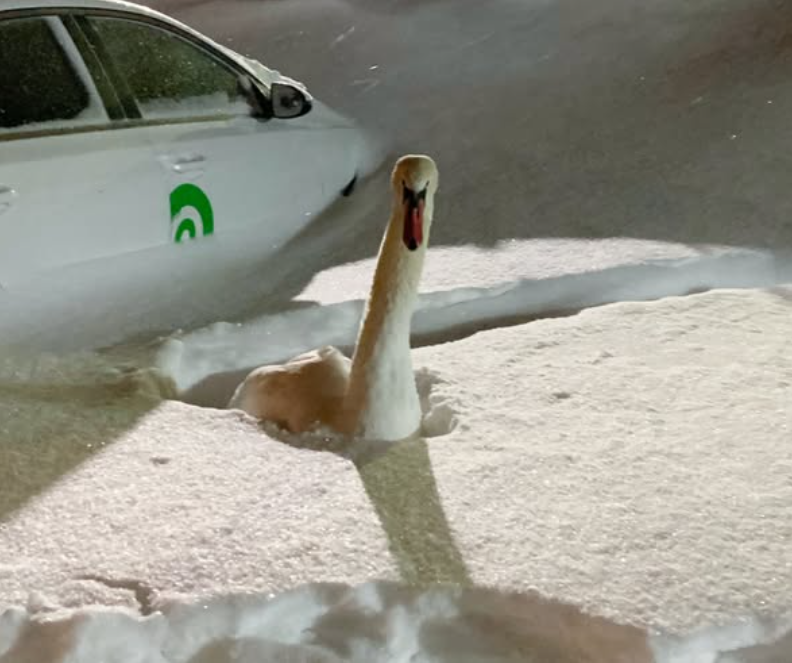 Swan rescued after record Toronto snowfall