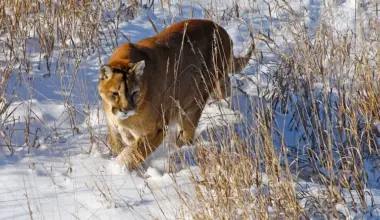 Human DNA found on all four paws of mountain lion that killed hiker in northern Colorado