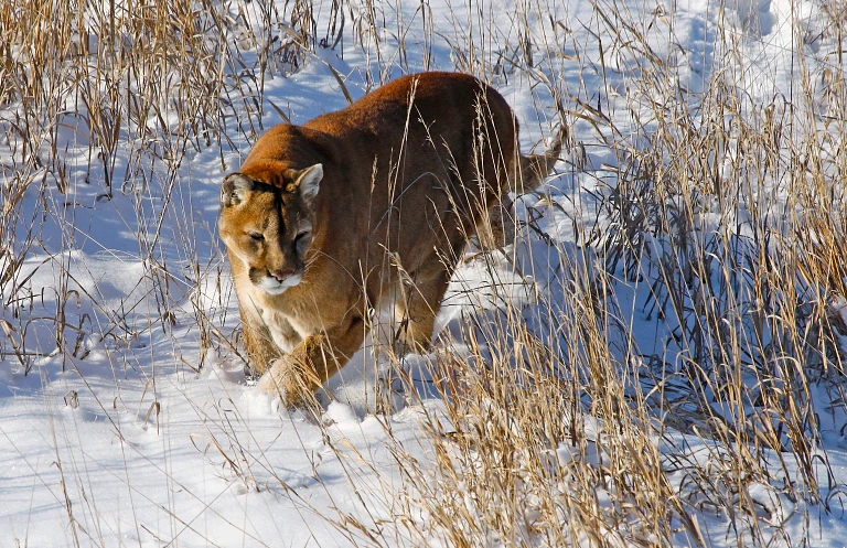 Human DNA found on all four paws of mountain lion that killed hiker in northern Colorado
