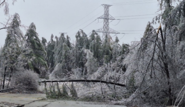 As deep freeze hits Ontario, experts explain the ‘exploding tree’ phenomenon - CTV News