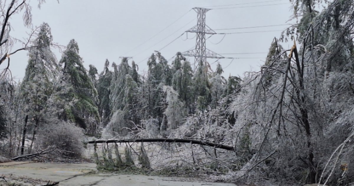 As deep freeze hits Ontario, experts explain the ‘exploding tree’ phenomenon - CTV News