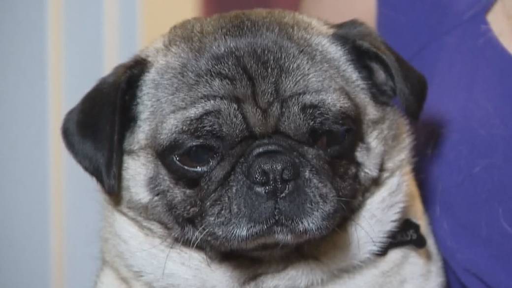 Click to play video: 'BC looks at new guidance for pet custody disputes'