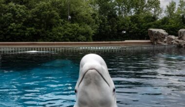 Marineland trying to get permit to ship remaining belugas to U.S., report says