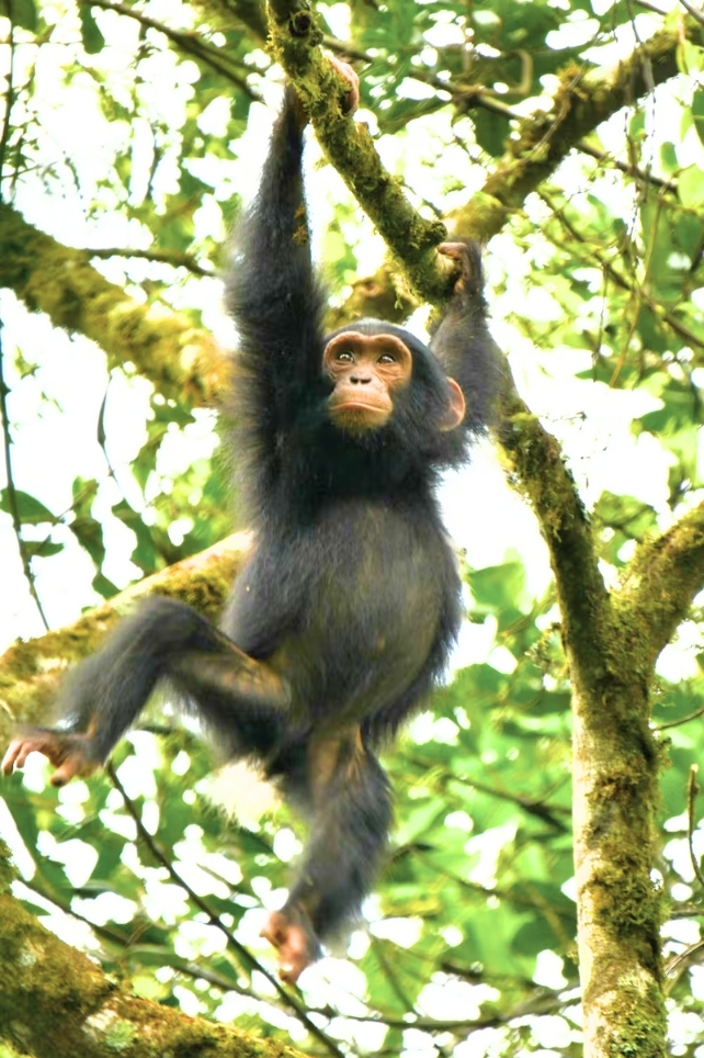 Young chimp swinging through trees