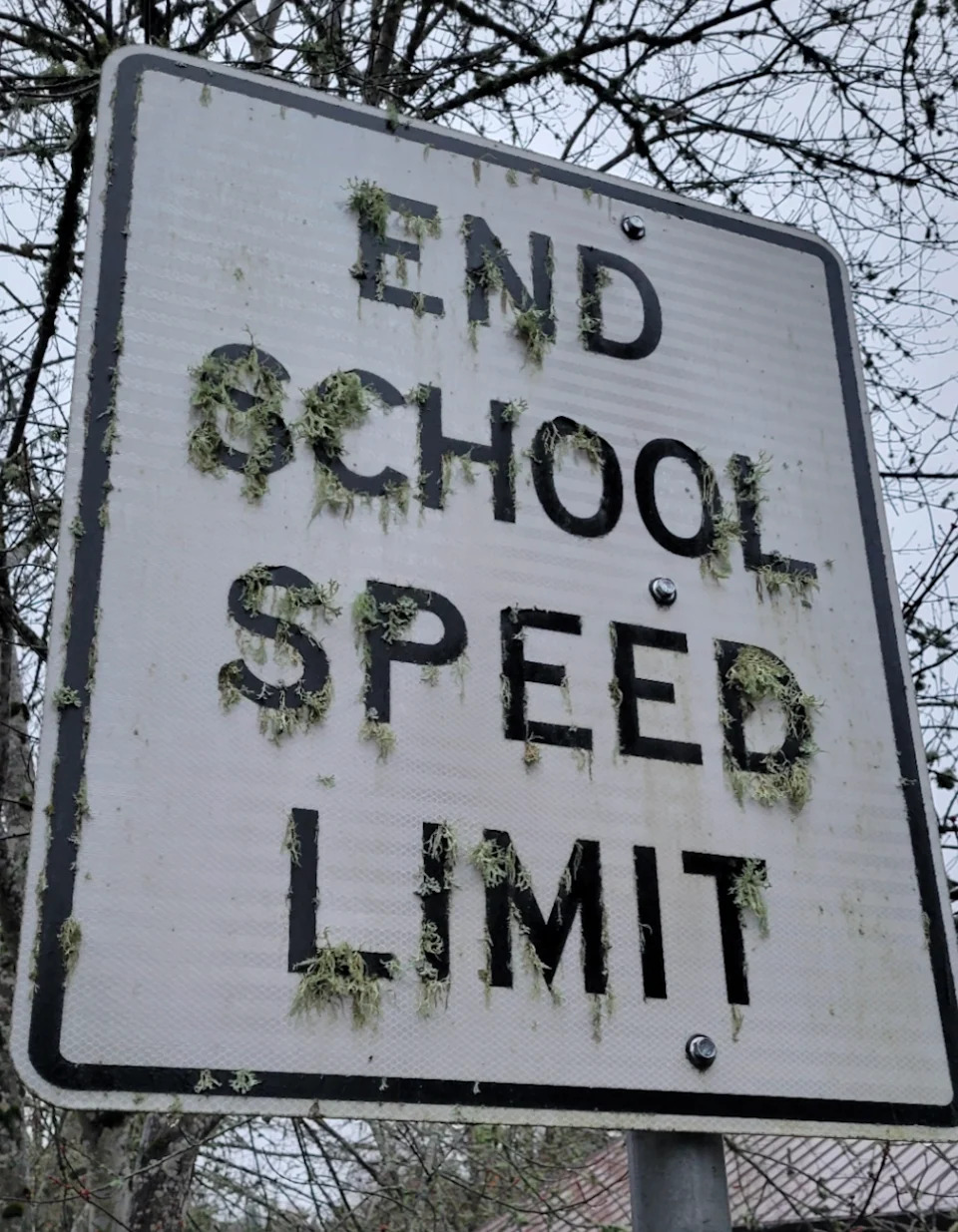 Road sign reading "End School Speed Limit" is covered in moss