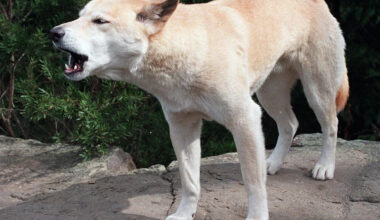 Canadian Piper James, who died in Australia circled by dingoes, loved nature: friend