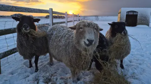 Isla Anderson Four sheep in a snowy field, with the sun setting behind them