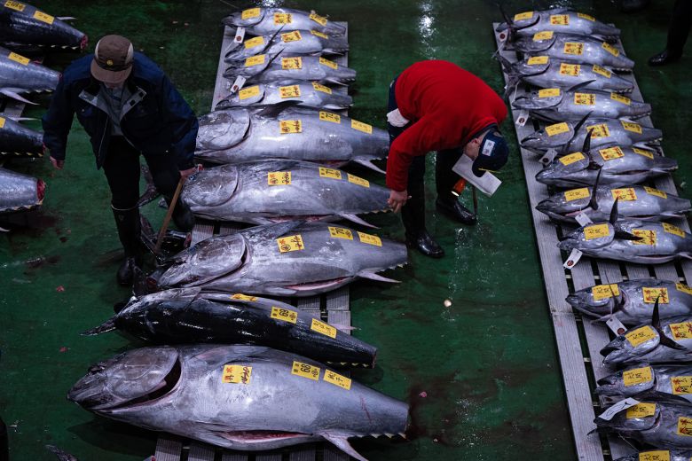 Wholesalers inspect bluefin tuna at the New Year's tuna auction at Toyosu fish market in Tokyo, on January 5, 2026.