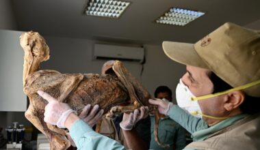 Mummified cheetahs discovered in caves in Saudi Arabia: "Something that I've never seen before"