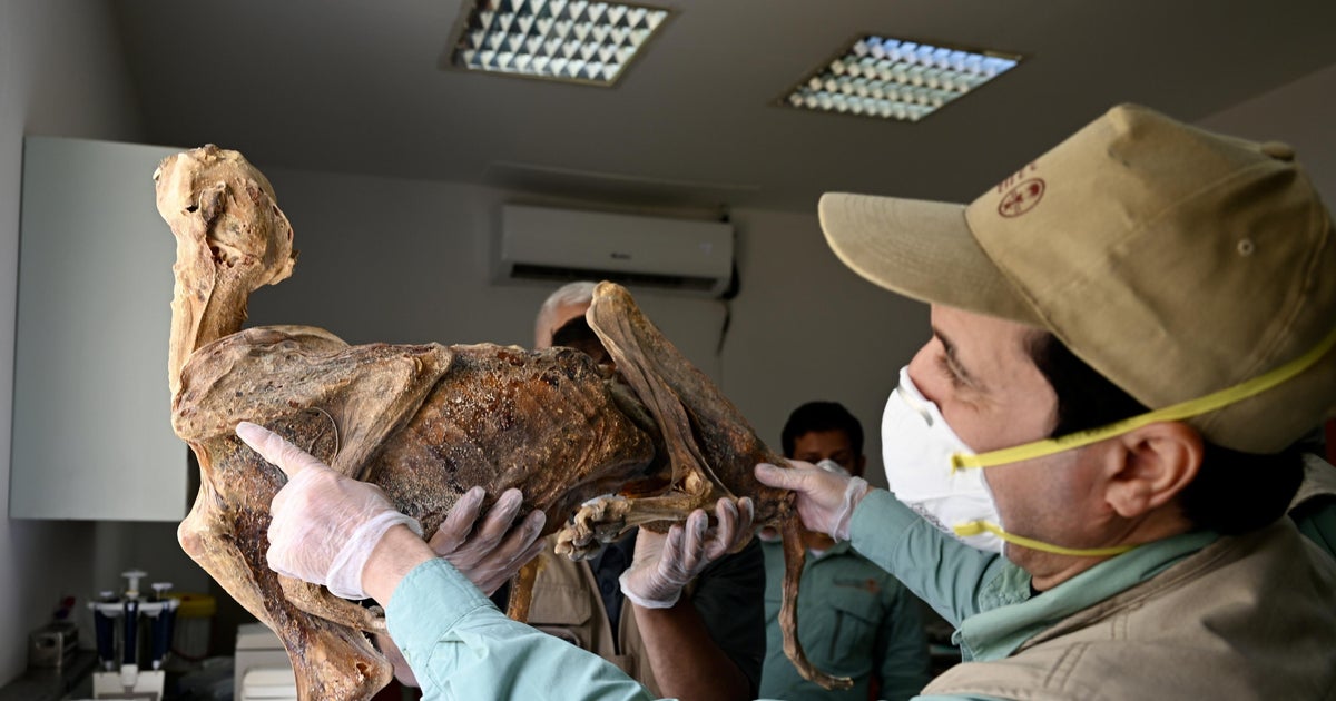 Mummified cheetahs discovered in caves in Saudi Arabia: "Something that I've never seen before"